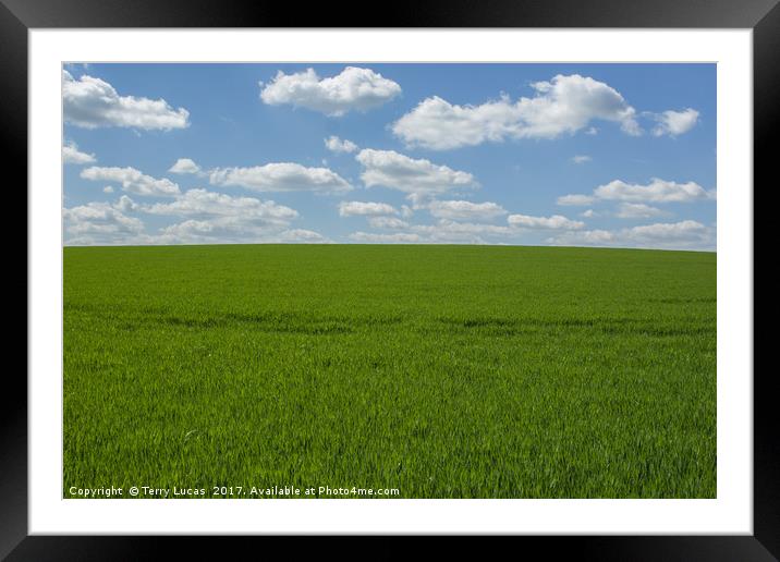 Crops Growing Under a Cloudy Sky Framed Mounted Print by Terry Lucas