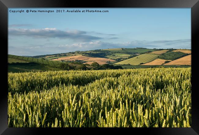 Harvest is coming Framed Print by Pete Hemington