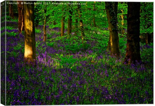 Evening Light on Woodland Bluebells Canvas Print by Martyn Arnold