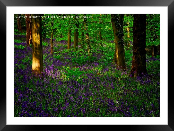 Evening Light on Woodland Bluebells Framed Mounted Print by Martyn Arnold