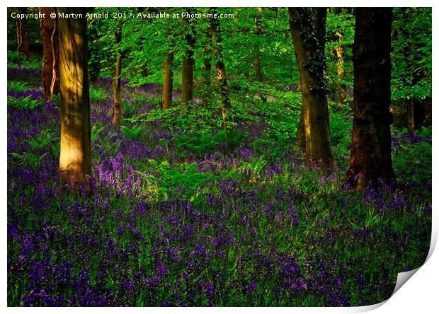 Evening Light on Woodland Bluebells Print by Martyn Arnold