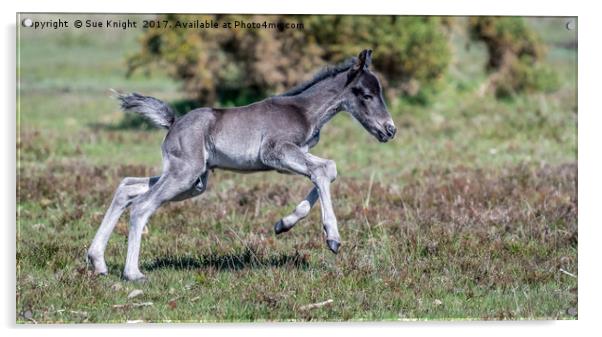 New Forest Foal - Kicking up his heels Acrylic by Sue Knight