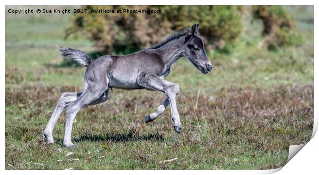 New Forest Foal - Kicking up his heels Print by Sue Knight