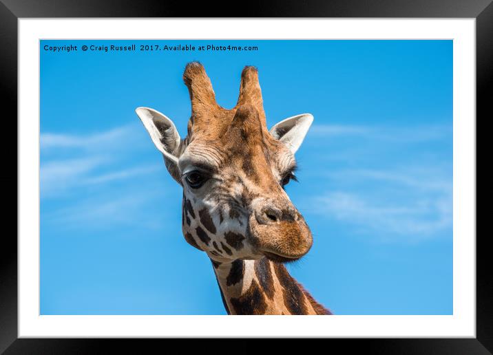 Close up photo of a Rothschild Giraffe head Framed Mounted Print by Craig Russell