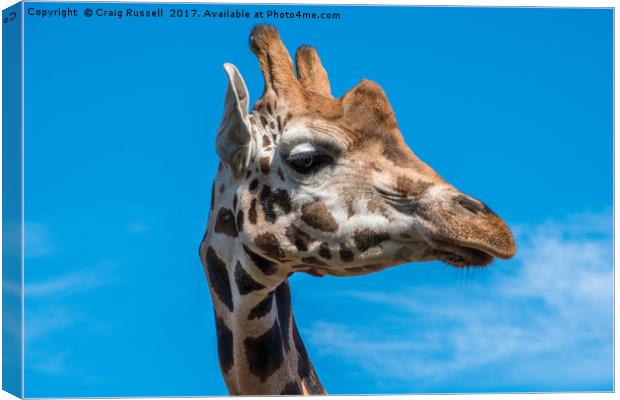 Close up photo of a Rothschild Giraffe head Canvas Print by Craig Russell