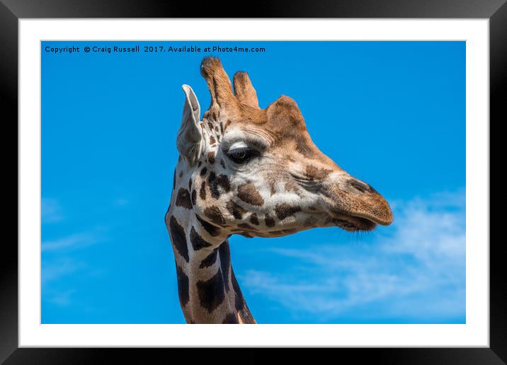 Close up photo of a Rothschild Giraffe head Framed Mounted Print by Craig Russell