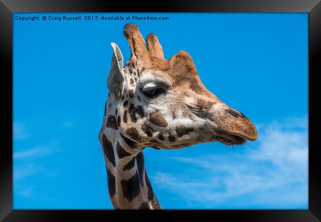 Close up photo of a Rothschild Giraffe head Framed Print by Craig Russell