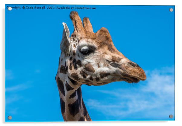 Close up photo of a Rothschild Giraffe head Acrylic by Craig Russell