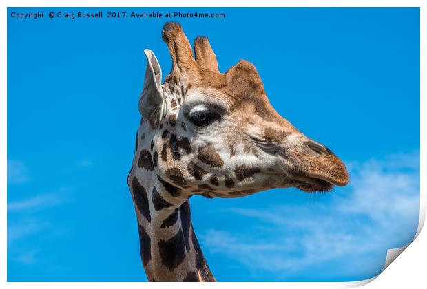 Close up photo of a Rothschild Giraffe head Print by Craig Russell