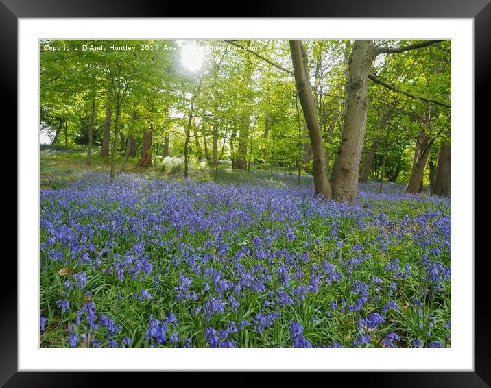 Bluebells Framed Mounted Print by Andy Huntley