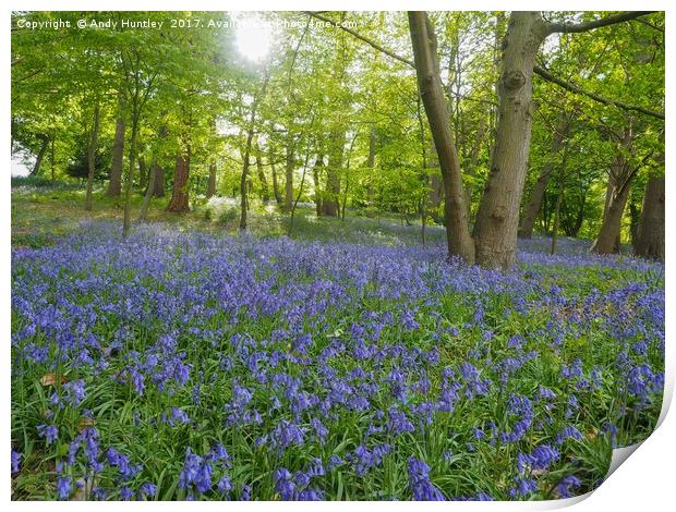 Bluebells Print by Andy Huntley