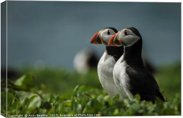 Atlantic Puffins Canvas Print by Andy Beattie
