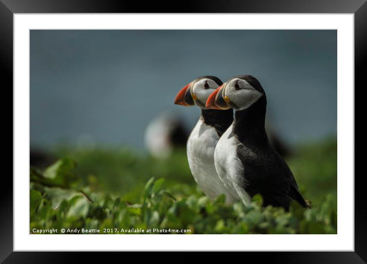 Atlantic Puffins Framed Mounted Print by Andy Beattie