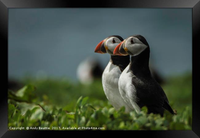 Atlantic Puffins Framed Print by Andy Beattie
