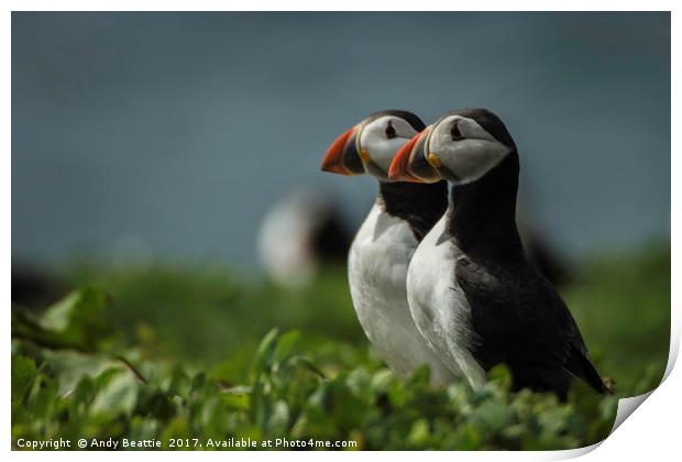 Atlantic Puffins Print by Andy Beattie