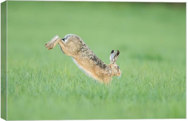 Hare I go Canvas Print by Philip Male