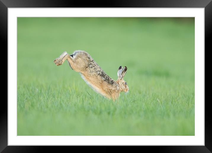 Hare I go Framed Mounted Print by Philip Male
