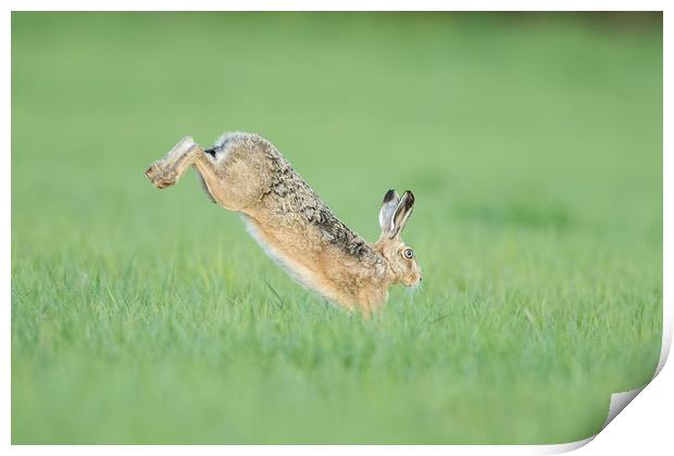 Hare I go Print by Philip Male