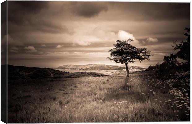 Upon a Hill Canvas Print by Sean Wareing