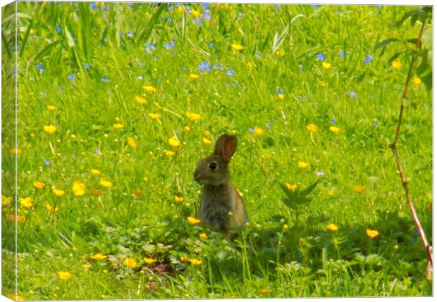 young rabbit Canvas Print by paul ratcliffe