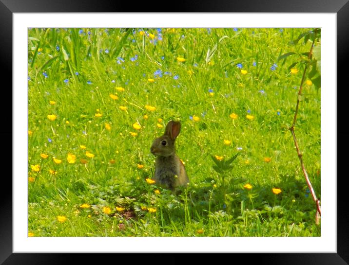 young rabbit Framed Mounted Print by paul ratcliffe