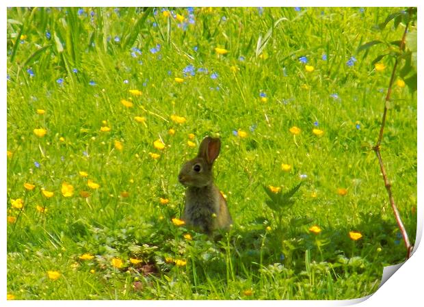 young rabbit Print by paul ratcliffe