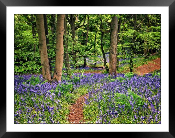 "Pathway through the bluebells" Framed Mounted Print by ROS RIDLEY
