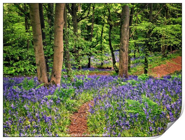 "Pathway through the bluebells" Print by ROS RIDLEY