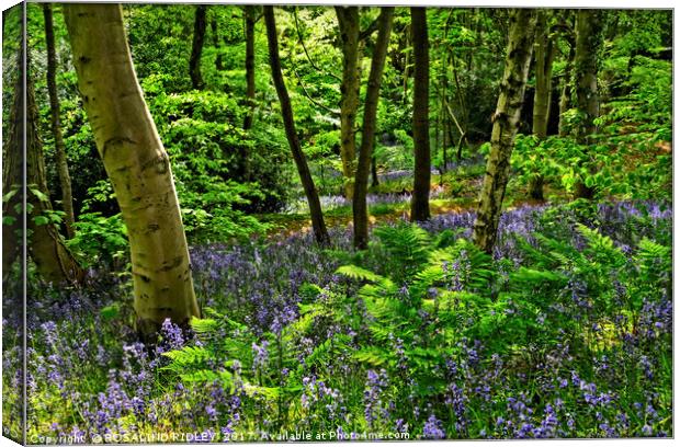"Evening sunlight through the bluebell woods" Canvas Print by ROS RIDLEY
