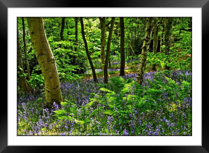 "Evening sunlight through the bluebell woods" Framed Mounted Print by ROS RIDLEY