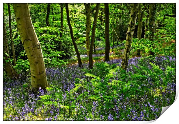 "Evening sunlight through the bluebell woods" Print by ROS RIDLEY