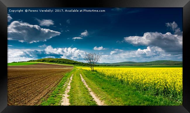 the colors of spring   Framed Print by Ferenc Verebélyi