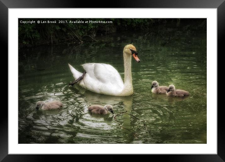 Mute Swan With Cygnets Framed Mounted Print by Len Brook