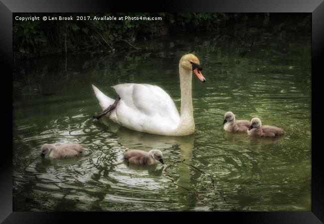Mute Swan With Cygnets Framed Print by Len Brook