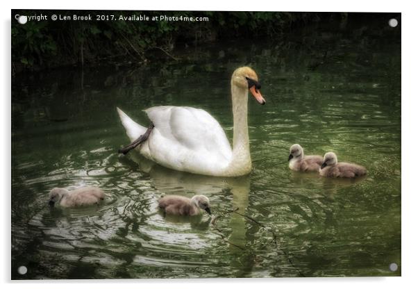 Mute Swan With Cygnets Acrylic by Len Brook