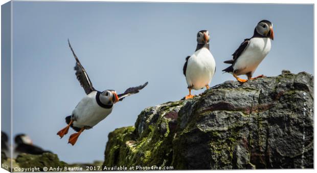 Atlantic Puffins Canvas Print by Andy Beattie