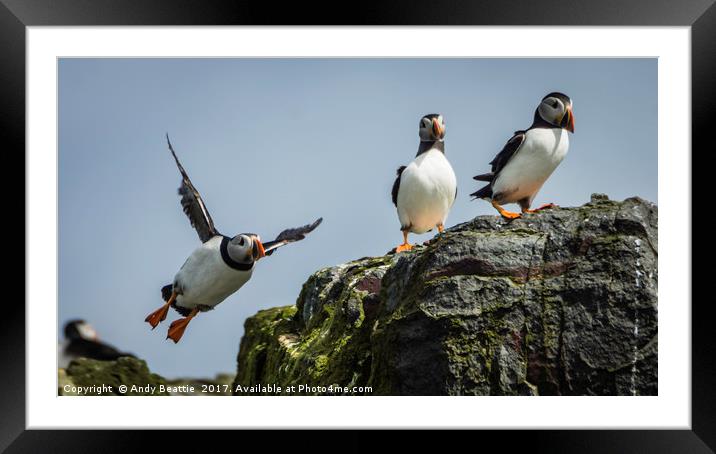 Atlantic Puffins Framed Mounted Print by Andy Beattie