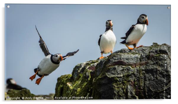 Atlantic Puffins Acrylic by Andy Beattie