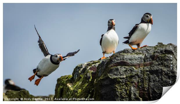 Atlantic Puffins Print by Andy Beattie