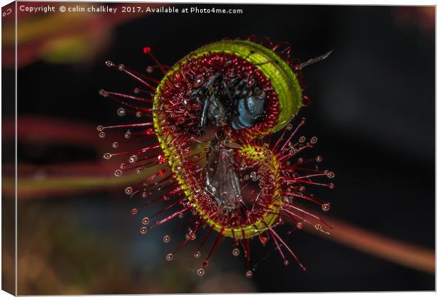  House Fly captured by a Cape Sundew Plant Canvas Print by colin chalkley