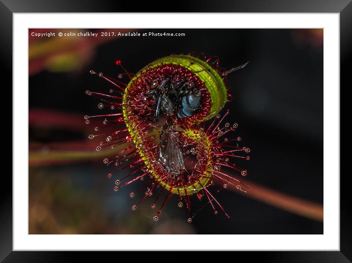  House Fly captured by a Cape Sundew Plant Framed Mounted Print by colin chalkley