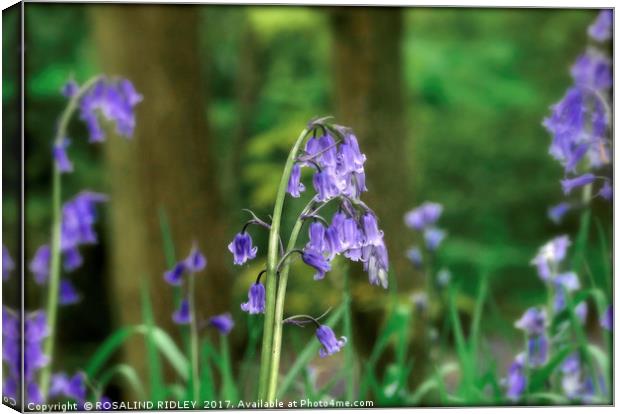 "Evening light in the Bluebell wood" Canvas Print by ROS RIDLEY