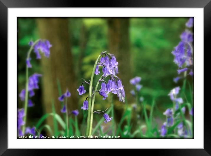 "Evening light in the Bluebell wood" Framed Mounted Print by ROS RIDLEY