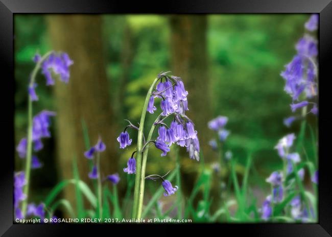 "Evening light in the Bluebell wood" Framed Print by ROS RIDLEY