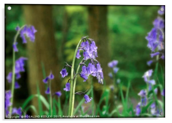 "Evening light in the Bluebell wood" Acrylic by ROS RIDLEY