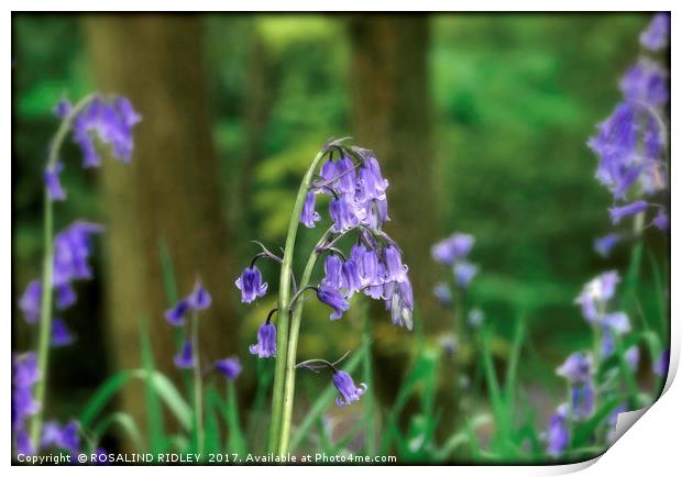 "Evening light in the Bluebell wood" Print by ROS RIDLEY