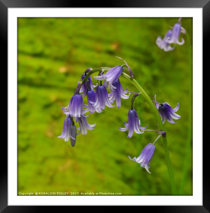 "Bluebell " Framed Mounted Print by ROS RIDLEY