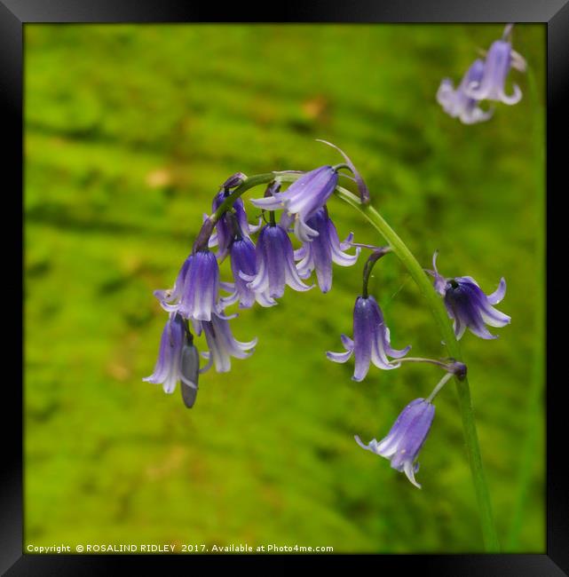 "Bluebell " Framed Print by ROS RIDLEY