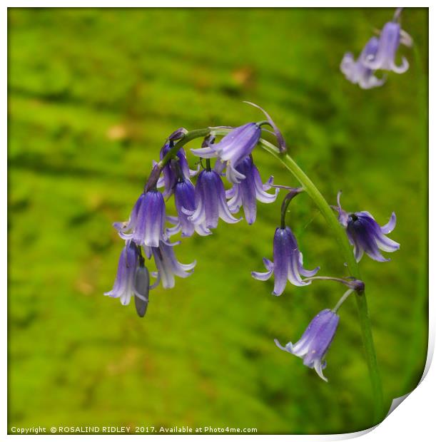 "Bluebell " Print by ROS RIDLEY