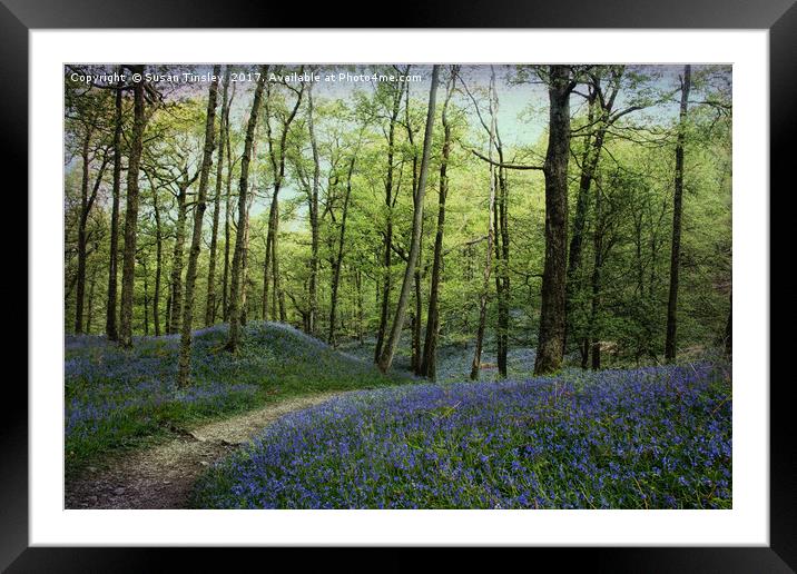 Bluebells at Fishgarth Framed Mounted Print by Susan Tinsley